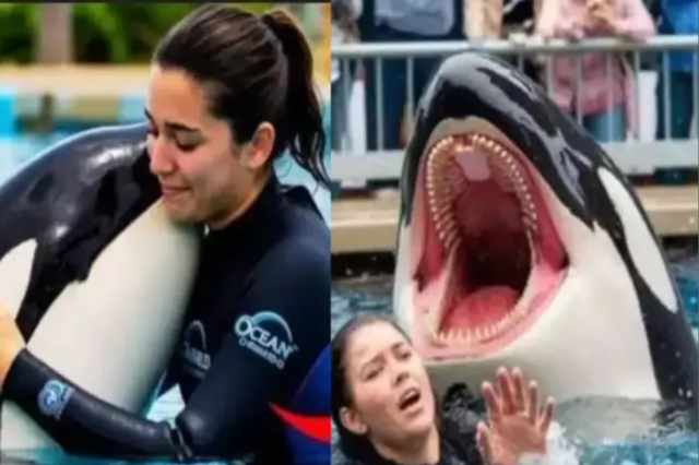 "Death of Orca Instructor"-August 2025 is the real truth of the viral video